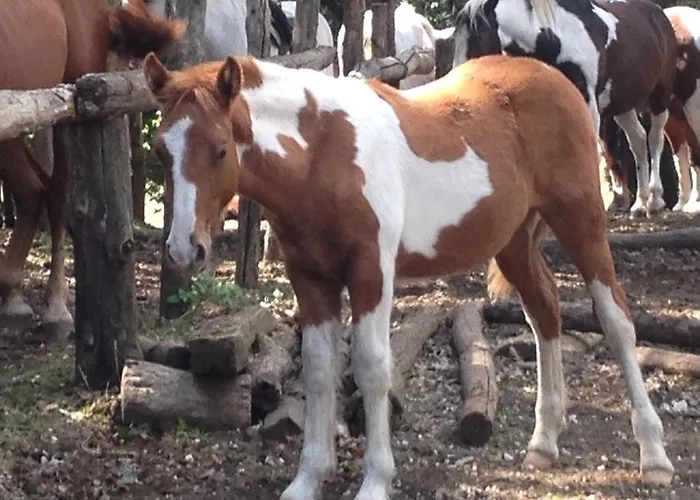 La Culla Dei Castelli Romani